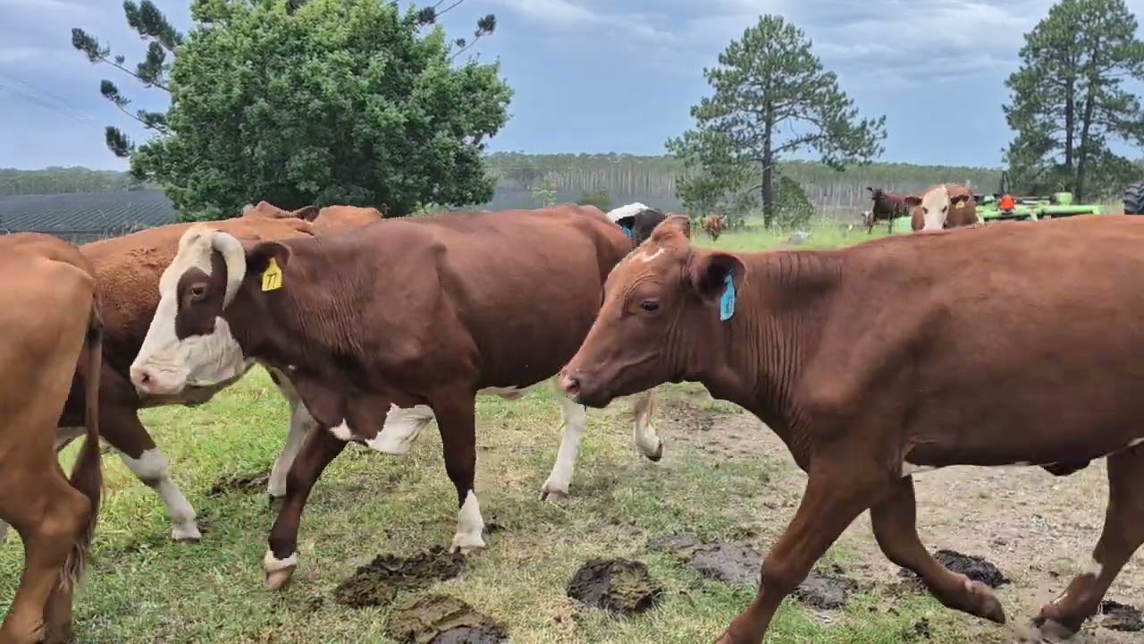Meet the entire herd