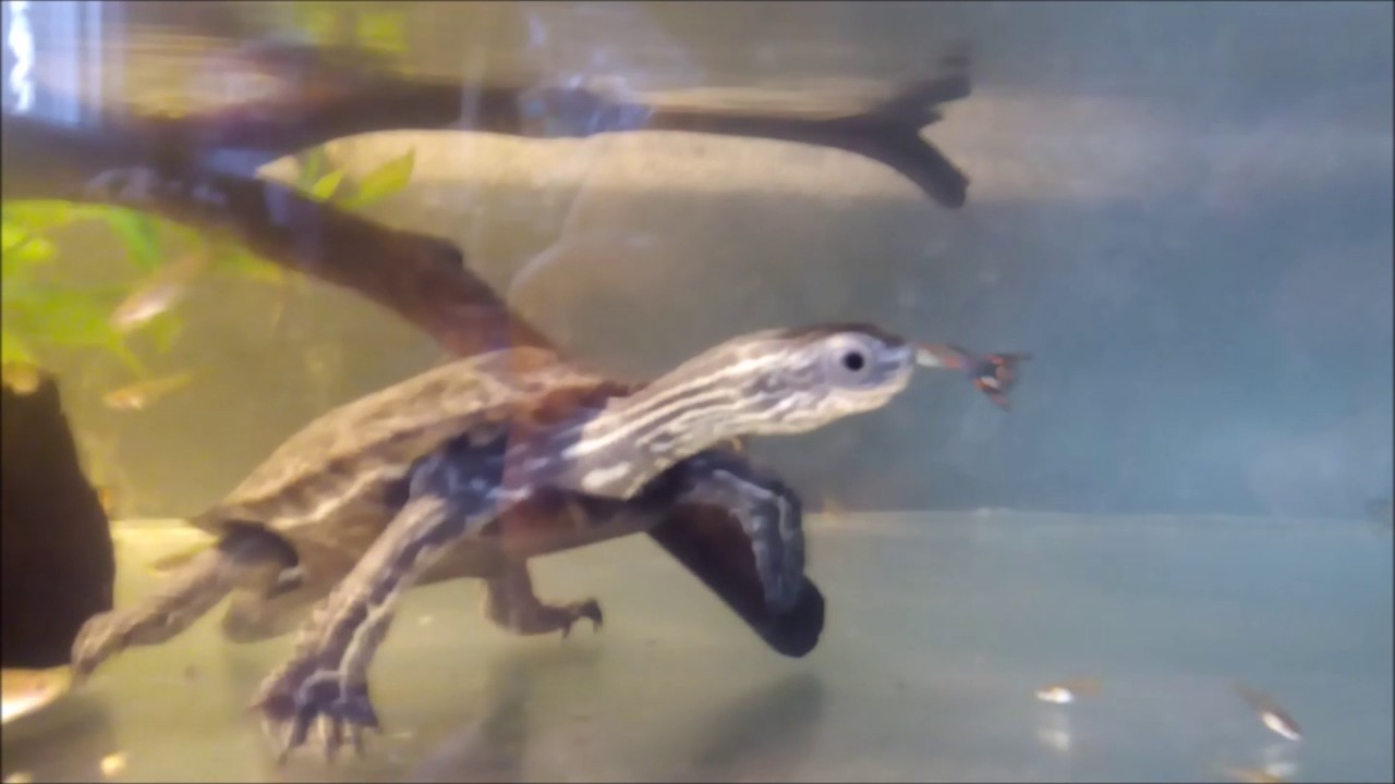 Западная Каспийская Черепаха Кормление Mauremys caspica rivulata