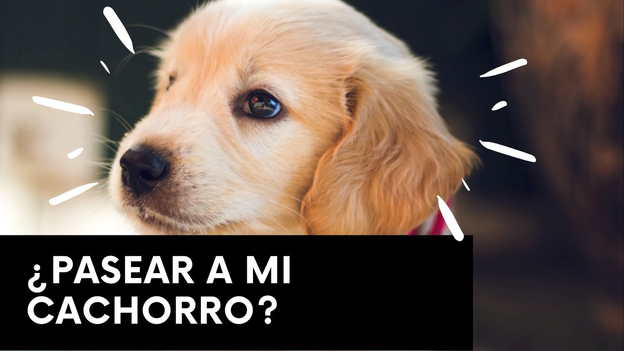 ¿Cuándo puedo empezar a pasear a mi cachorro?