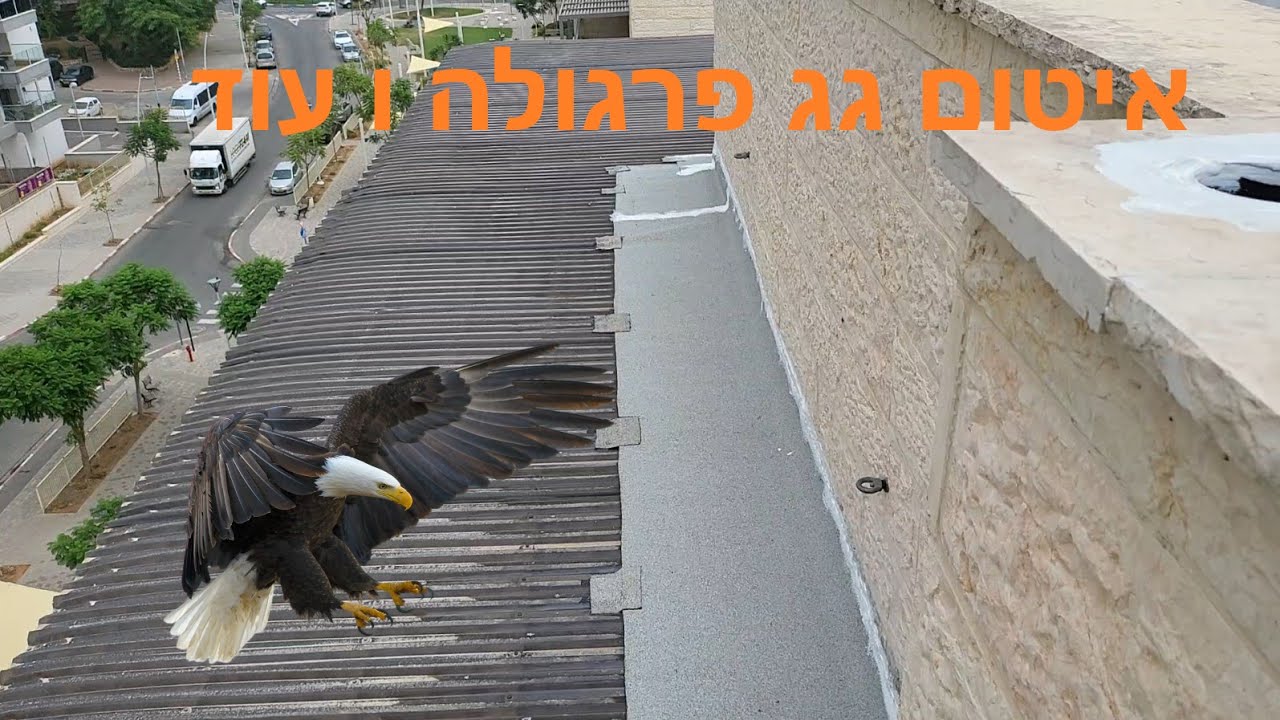 איטום פרגולה ו...