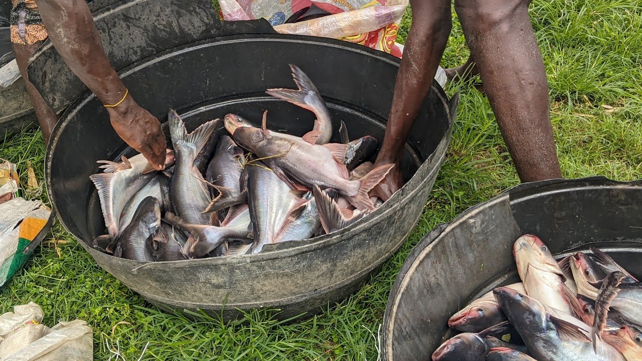 Type of Fish to farm in Nigeria #1: Nigeria Pangasius Harvest.  #fish #aquaculture #seafood #fishing