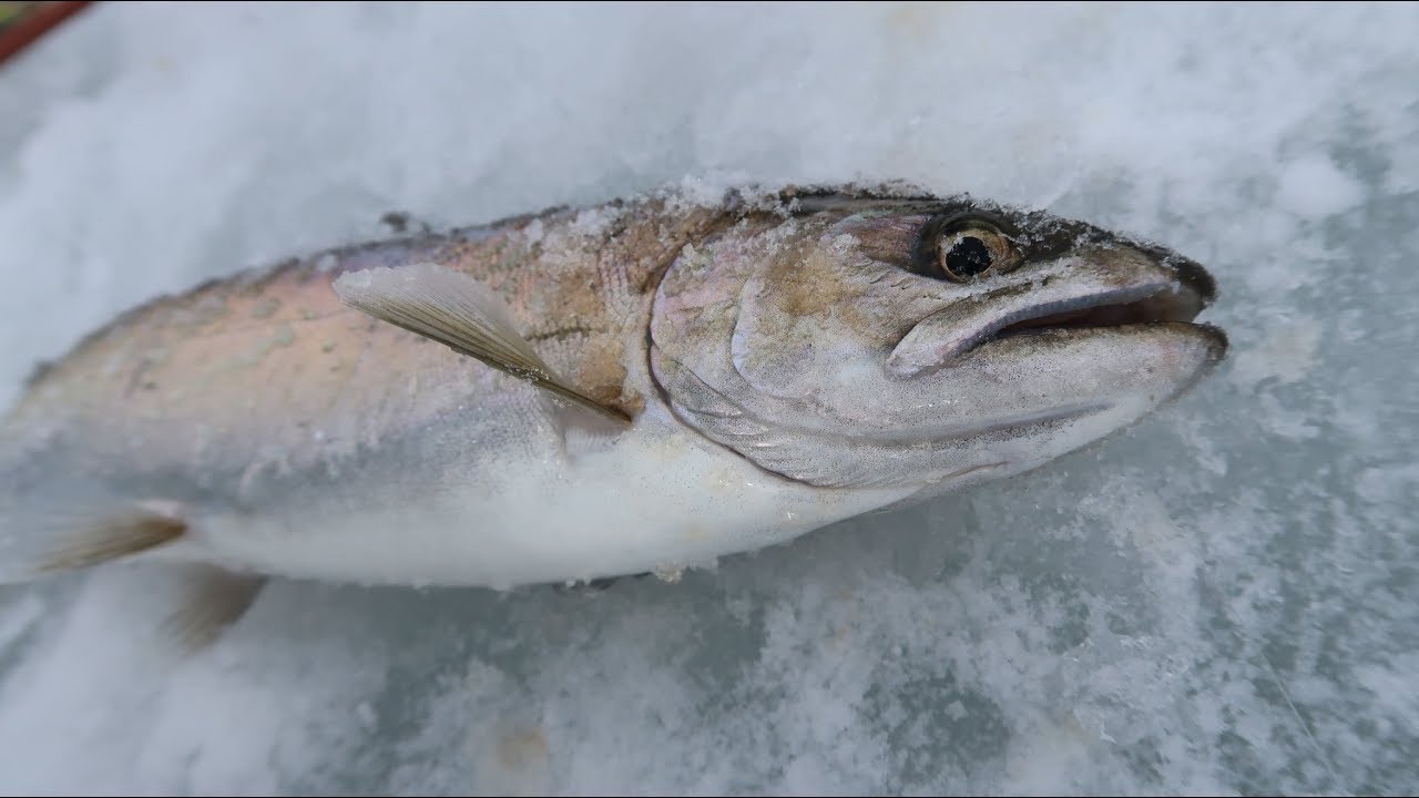 20200301 岩洞湖氷上サクラマス釣り