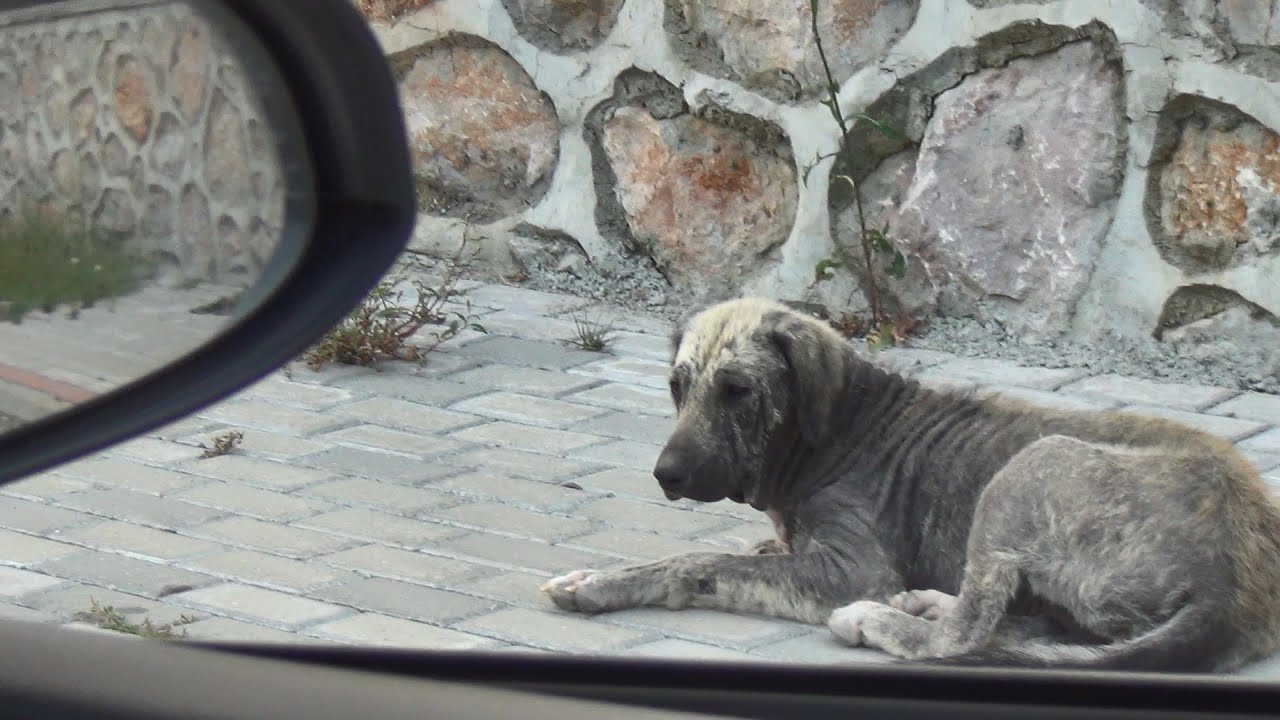 A New Coat for a Sick Dog Just Before The Winter