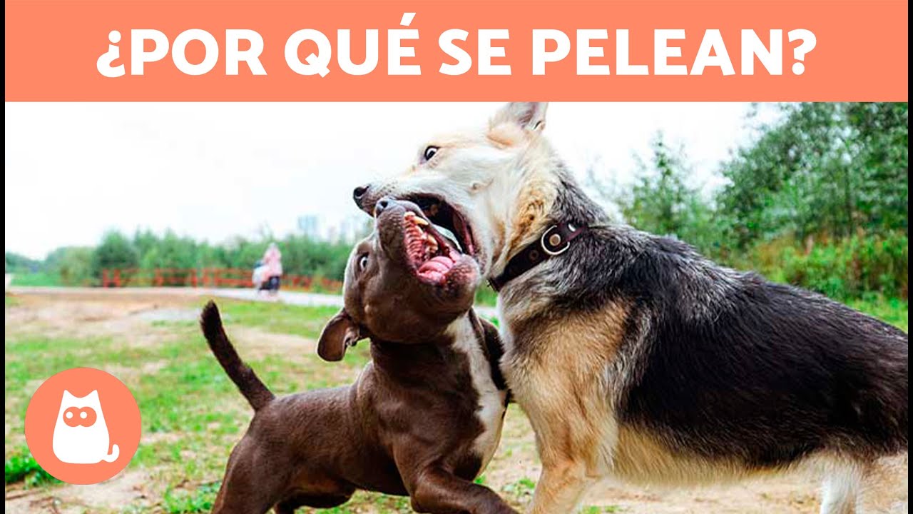 ¿Por qué mis PERROS se PELEAN entre ELLOS? 🐶⚡🐶 (5 Causas y Soluciones)