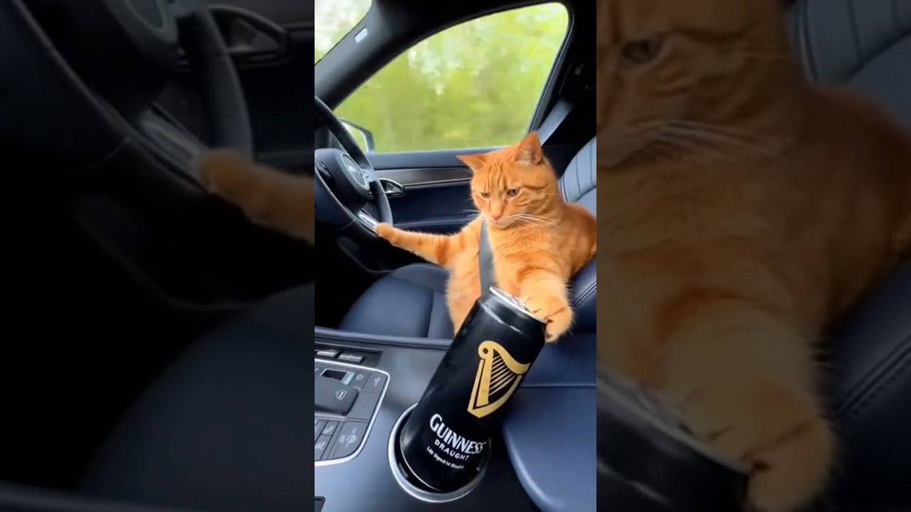Just a chill drive with stolen Guinness.🍺 cruising through city lights