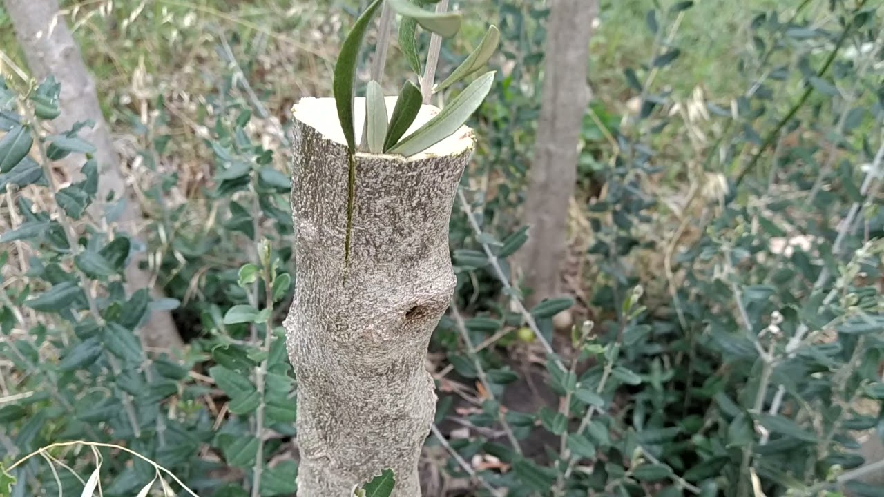 Grafting an olive tree!