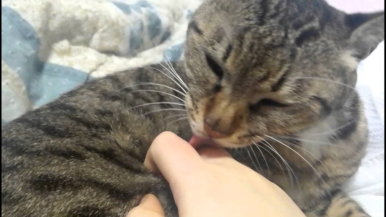 고양이 나나 핥기 (Cat licks my hand)