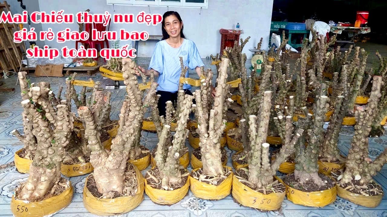 Cây Kiểng giá tri ân 3/11 Mai Chiếu Thủy Trung Xiêm Gò Công - Bonsai Nhật Truyền