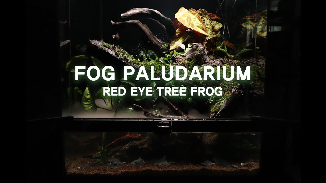 안개 자욱한 개구리 팔루다리움 Red Eye Tree Frog Paludarium 450*450*600