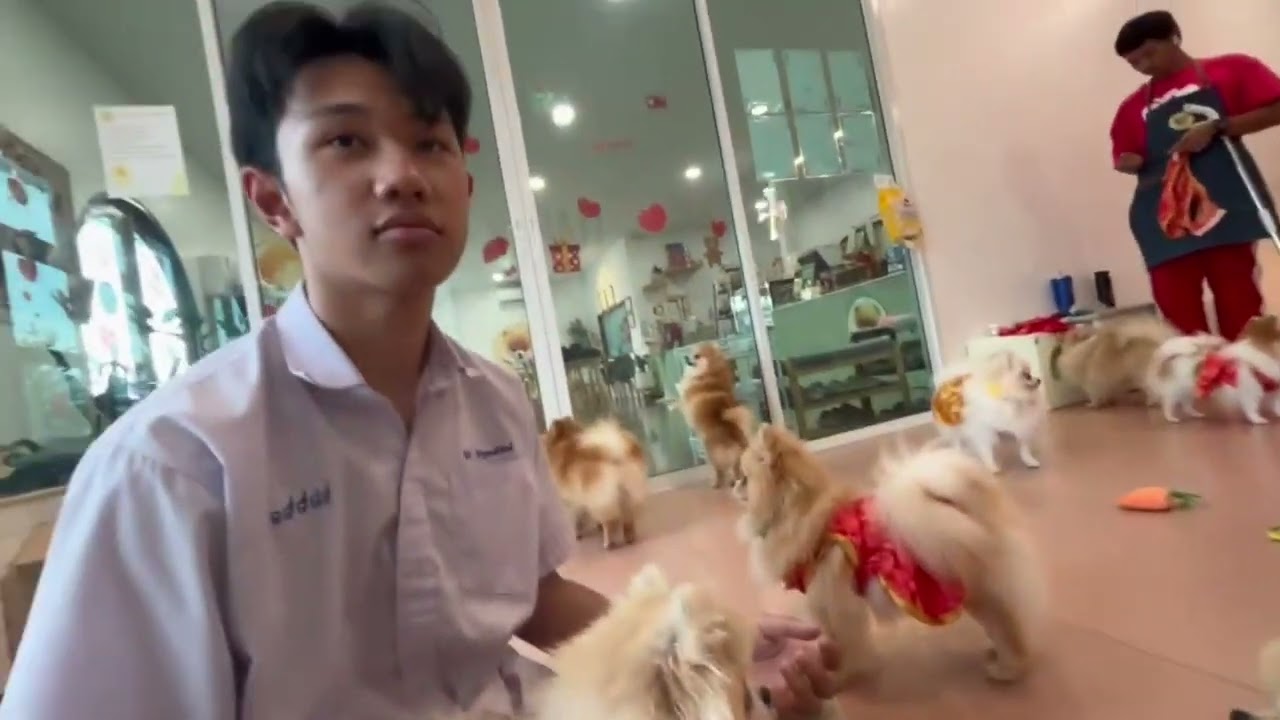 Happy pom dog cafe (วิชา ภาษาอังกฤษ)