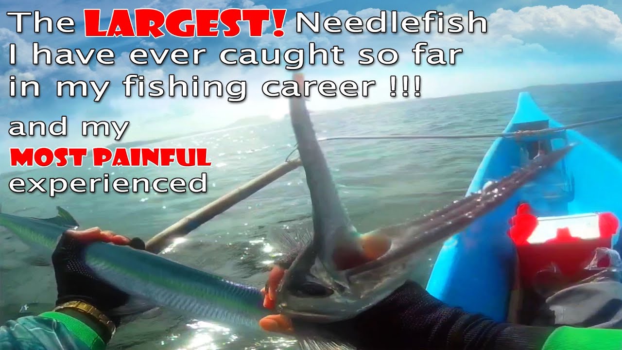 The LARGEST Needlefish I have ever caught in my fishing career!!! and my MOST PAINFUL experience.