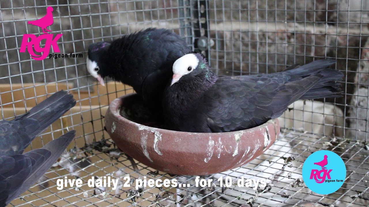 HOW TO INCREASE FERTILIZATION IN PIGEON BREEDING
