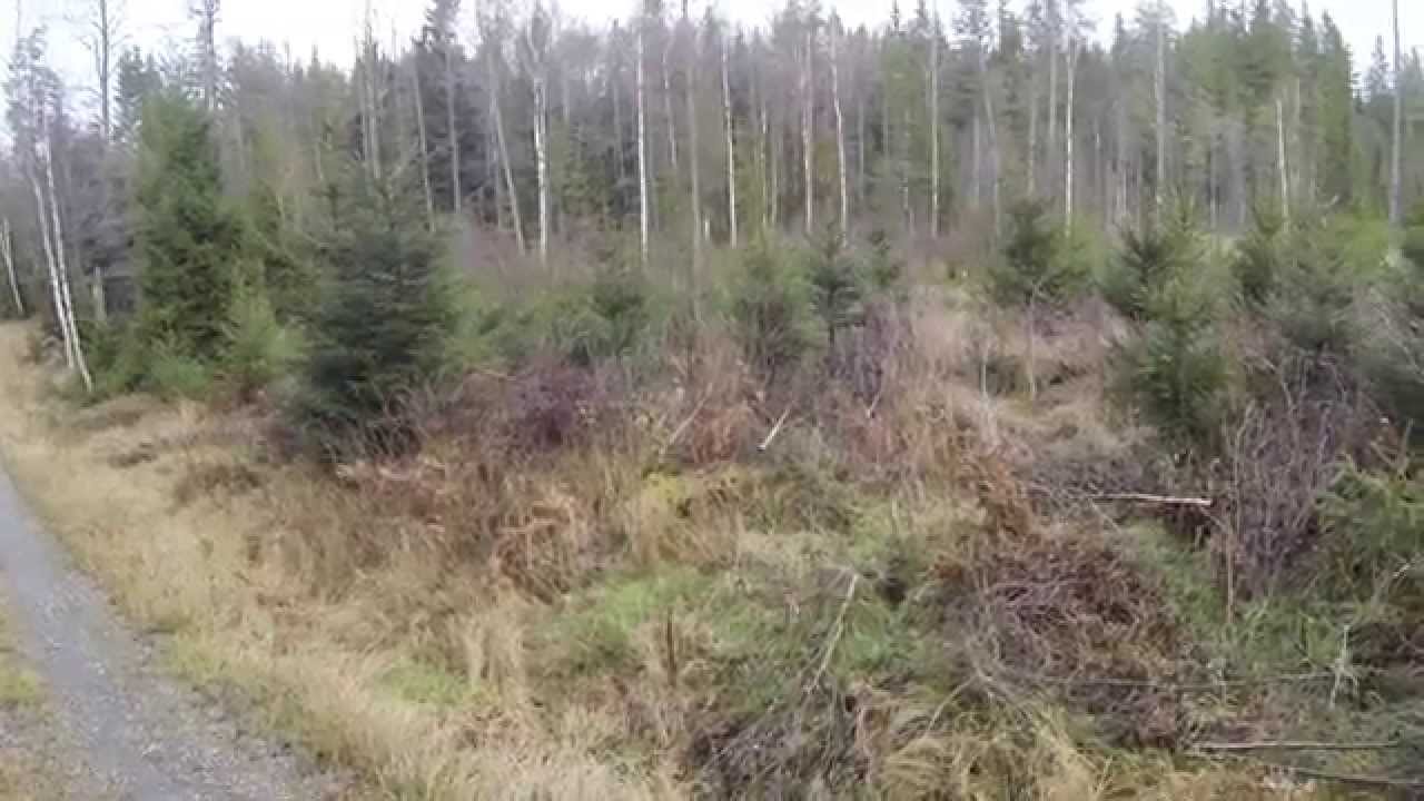 R&aring;djursjakt med drever (mitt f&ouml;rsta r&aring;djur)