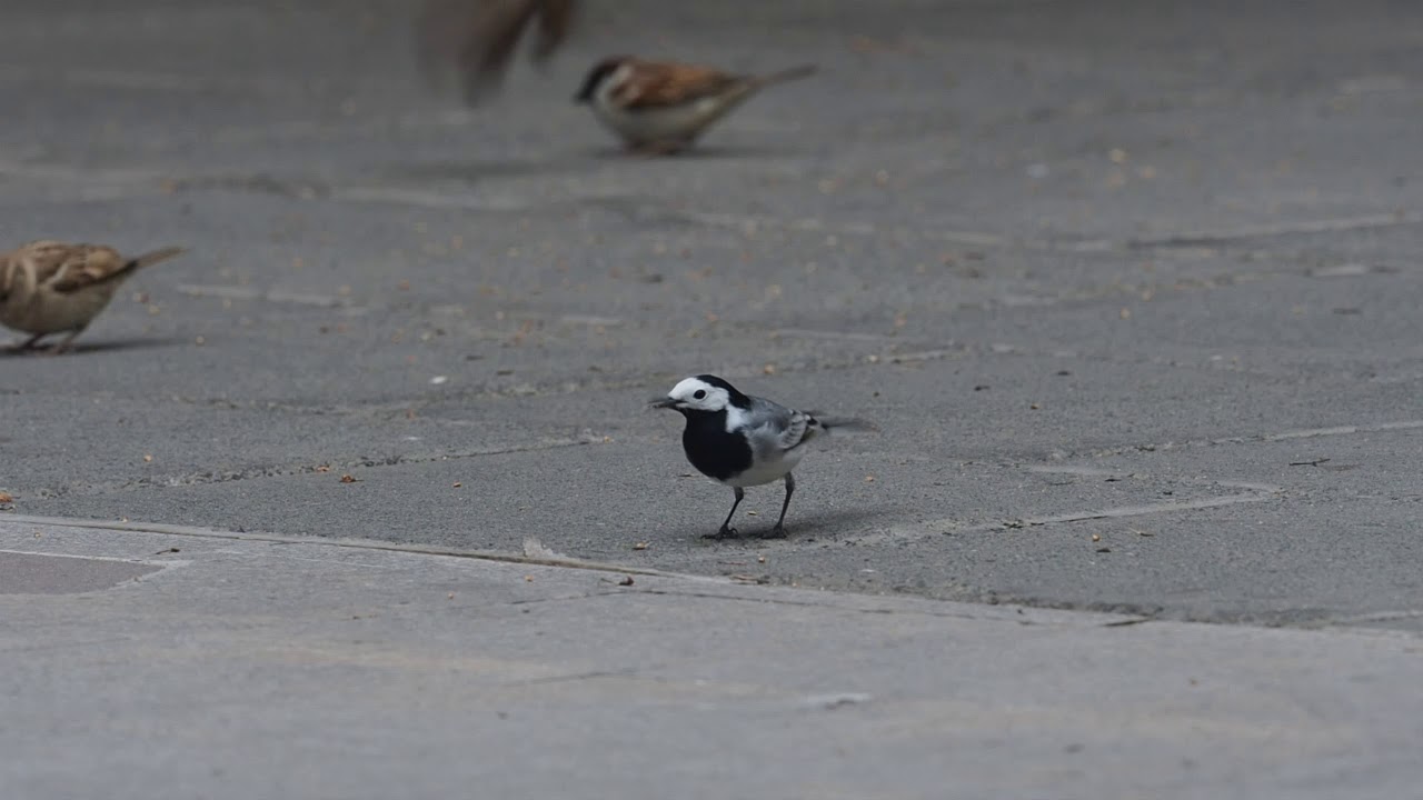 white wagtail أبو الفصاد