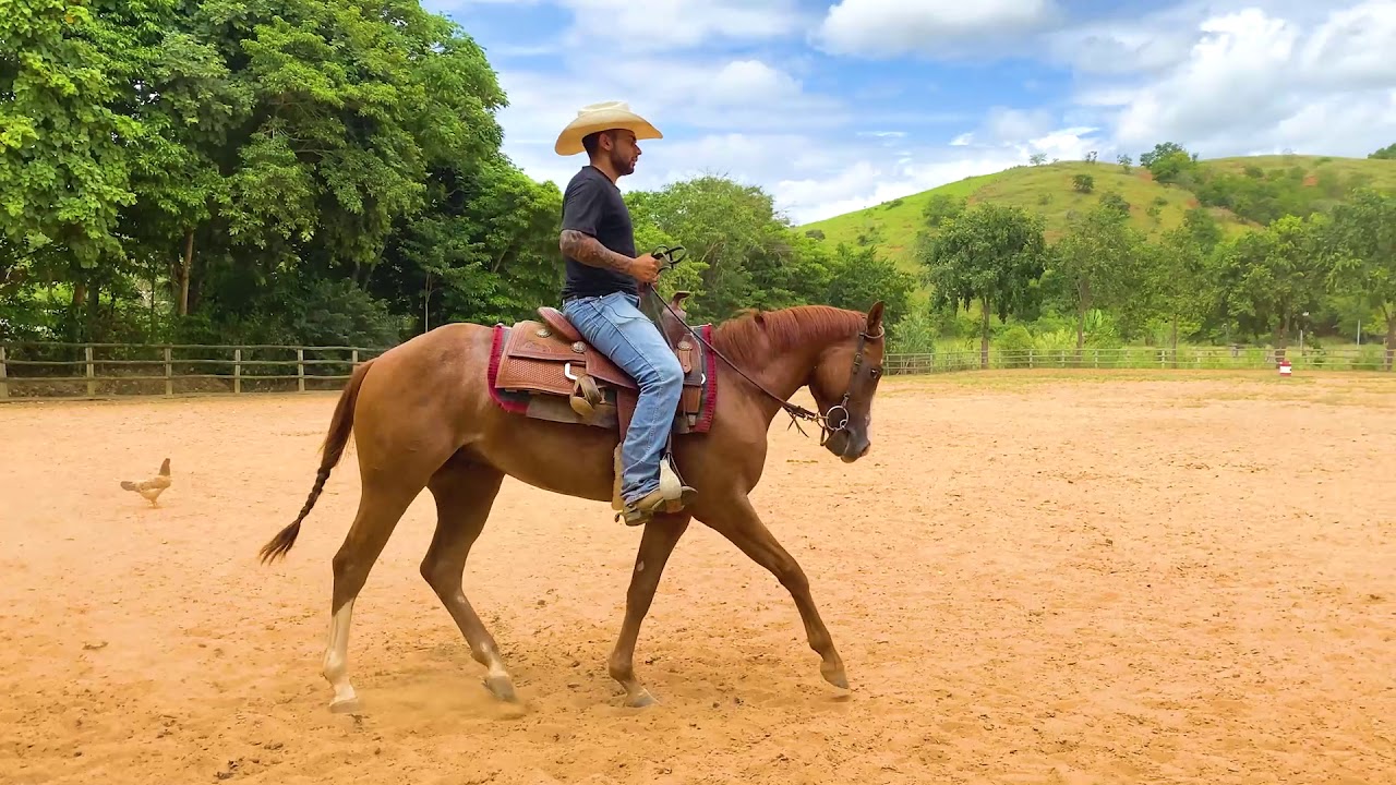 Aula de Doma - Corrigindo Cavalos Problemáticos