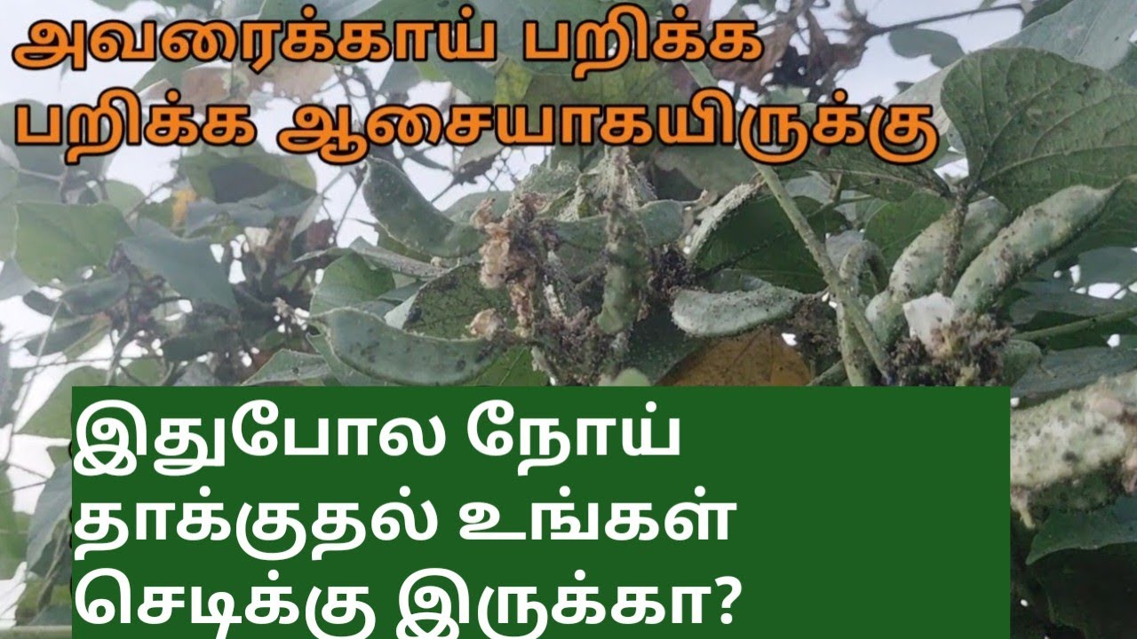 பறிக்கப் பறிக்க ஆசையாகயிருக்கு /  நீங்களும் இதுபோல பறிக்கணுமா /மாடி தோட்டம் வையுங்கள்/Terrace Garden