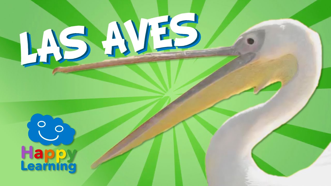 LAS AVES | Videos Educativos para Ni&ntilde;os
