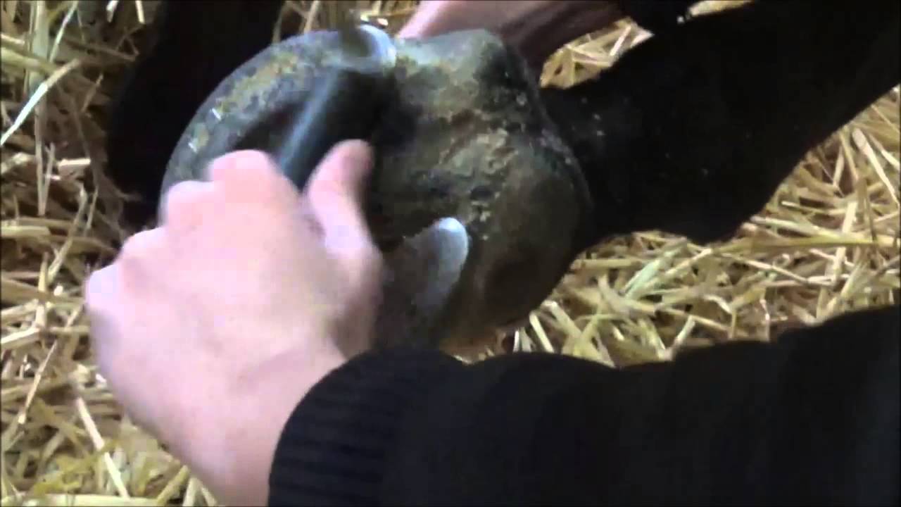 Tuto : curer les sabots d'un cheval