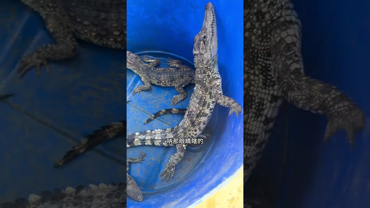 Move Stunted Seedlings in Crocodile Pool: A Unique Gardening Hack