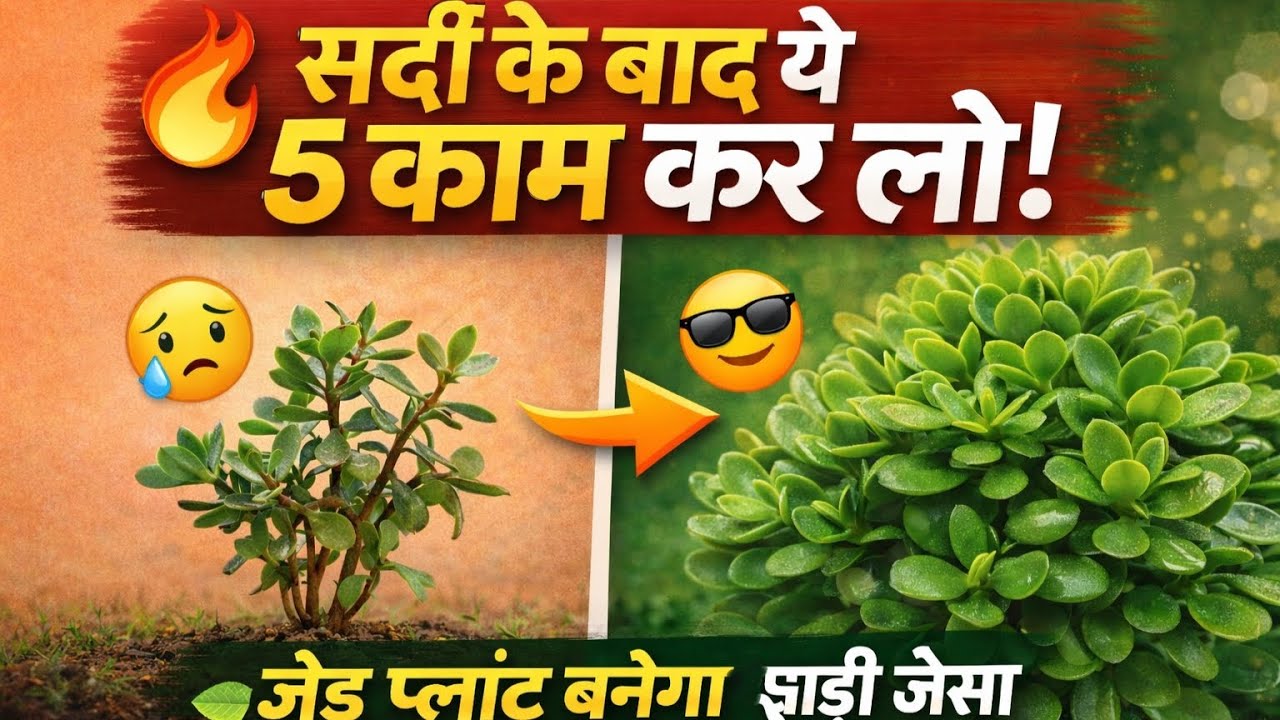जेड प्लांट में इस चीज़ को डालते ही जंगल की तरह बढ़ेगा.Jade plant care.Z plant ki care. 