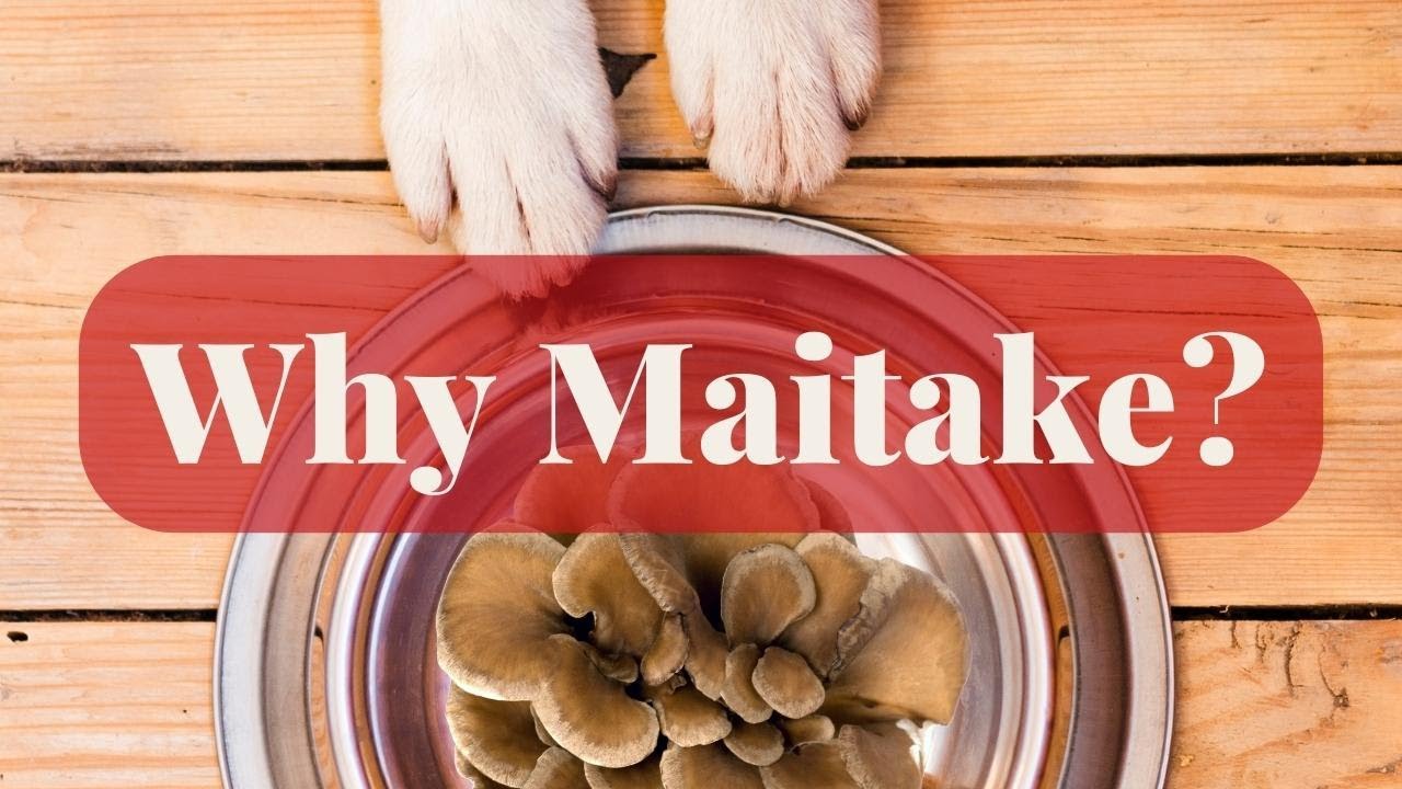 Maitake Benefits for Pets: Veterinarian Rob Silver Explains