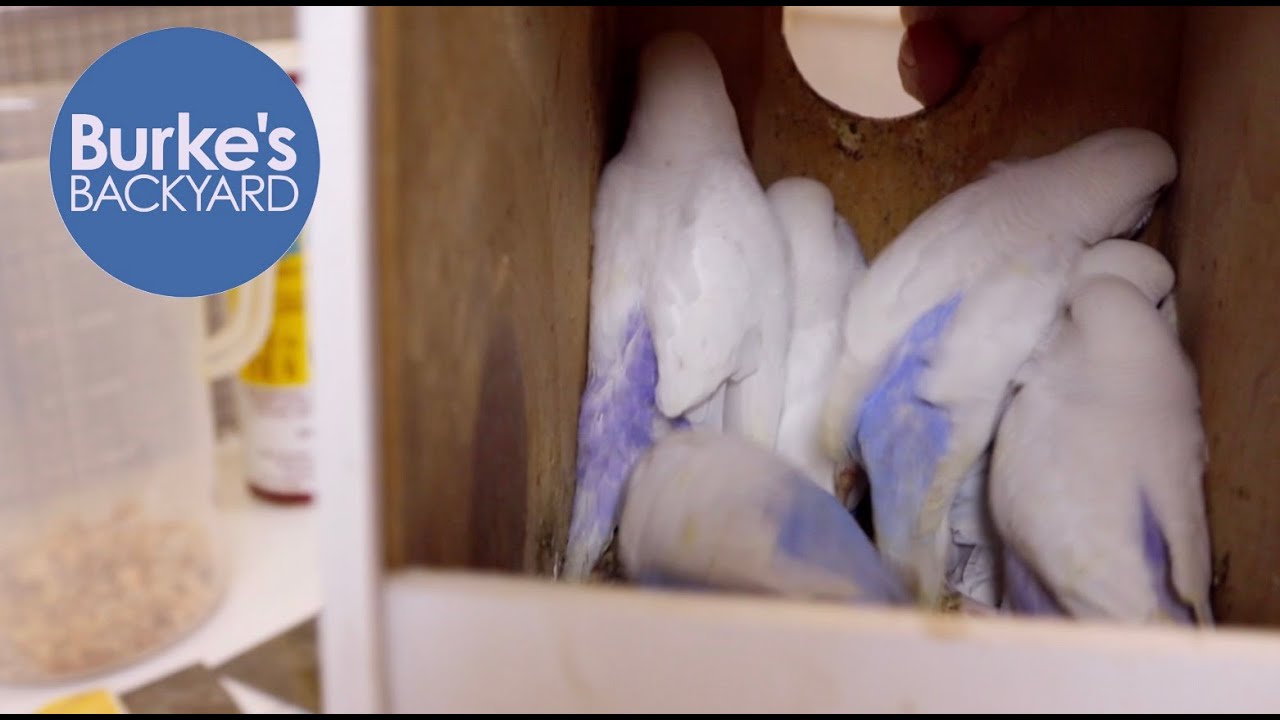 How to clean Budgie nest boxes, control mites & help prevent French moult in budgerigars.