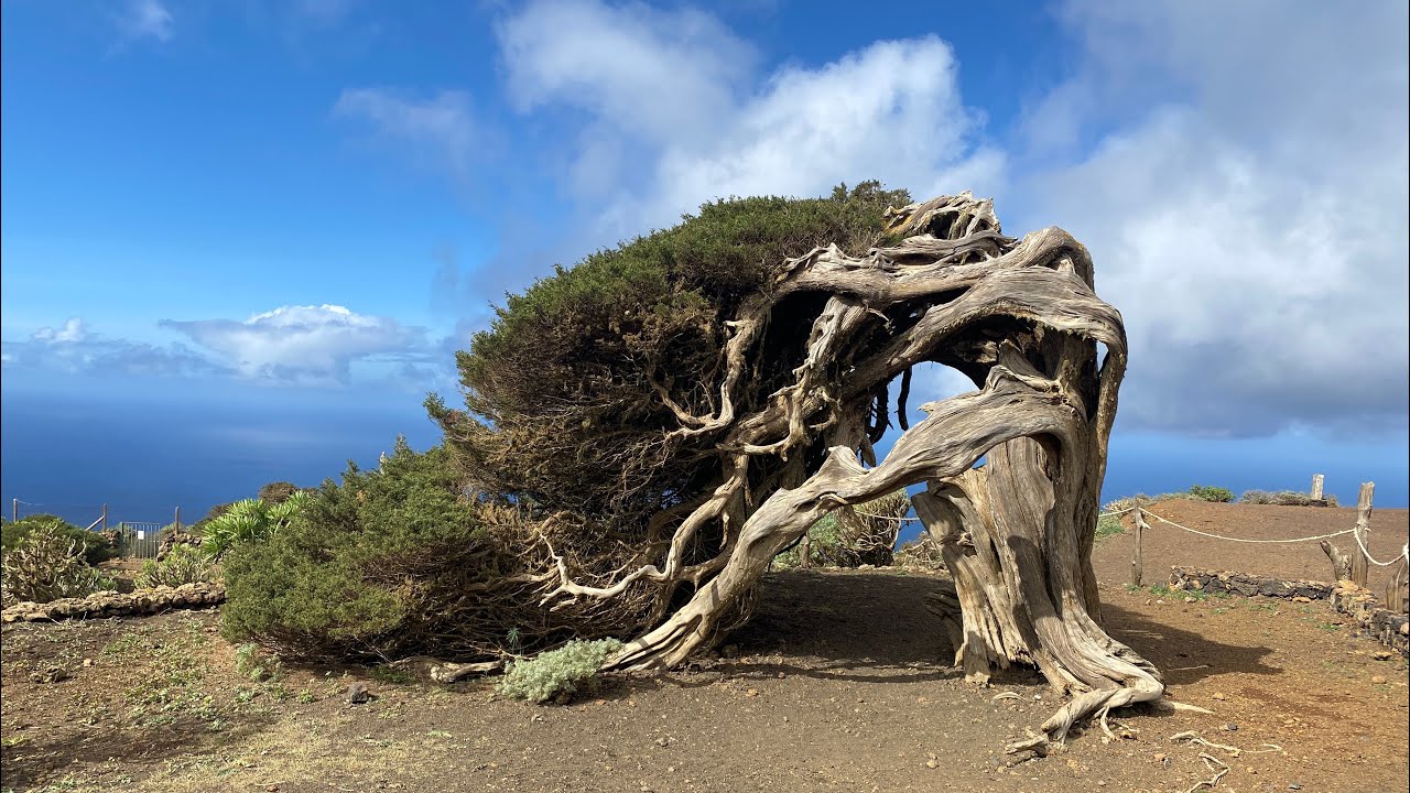 N*292 El Hierro - Sabinar