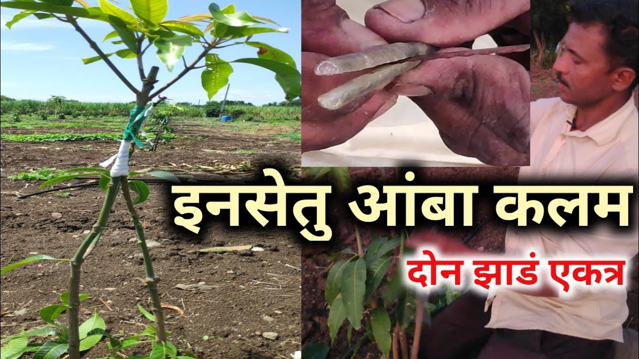 दोन आंब्याची झाडं एकत्र करून एनसेतुआंबा कलम करायला शिका फक्त दहा मिनिटात 2mango tree grafting inset