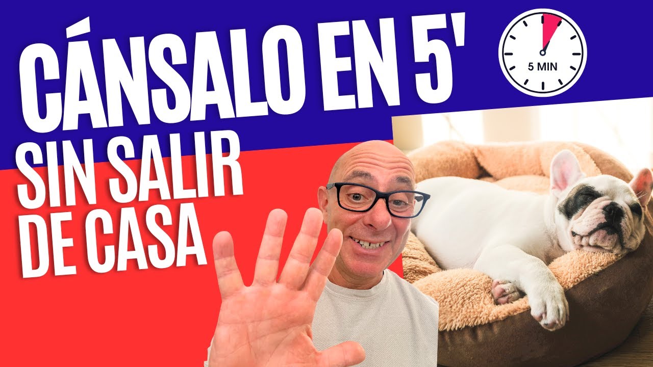 Qué Hacer con tu Perro en Días Ocupados  Rutina de 5 Minutos para Mantenerlo Equilibrado