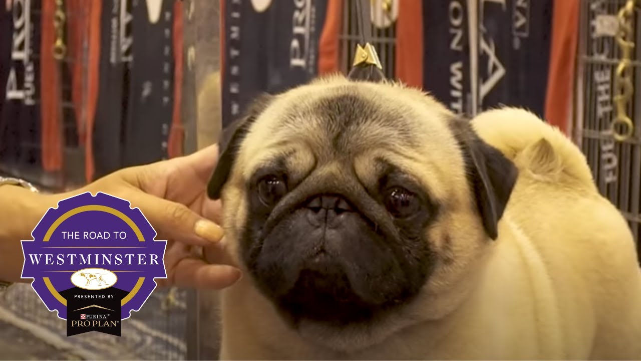 Road to Westminster (RTW): Best of Breed Minute Pug