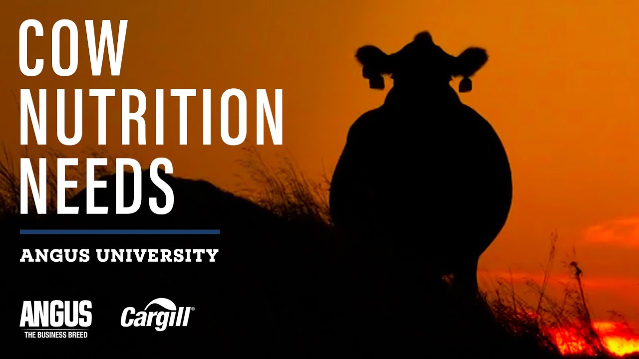 Feeding for Today’s Cow — How Nutrition Has Changed in 30 Years