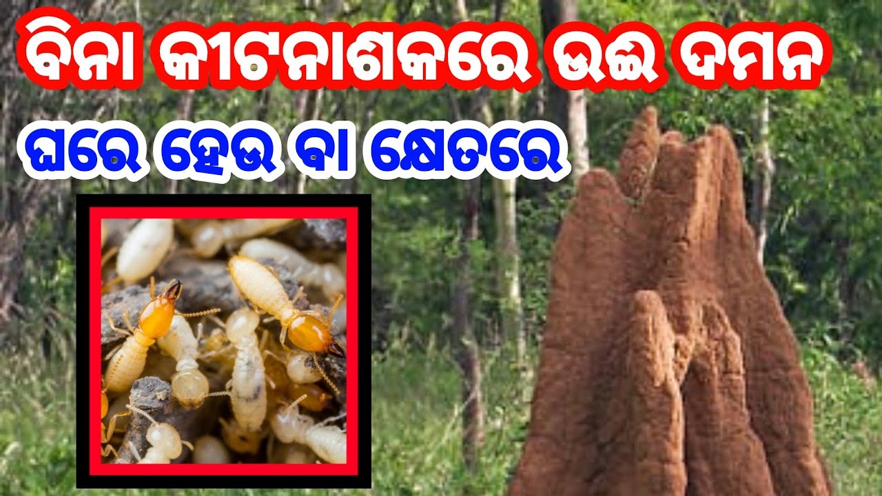 ଉଈ ମୁଳରୁ ନିପାତ କିପରି କରିବେ ଜୈବିକ ନିୟନ୍ତ୍ରଣ