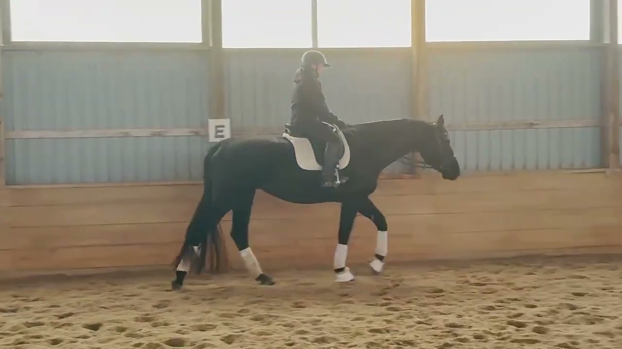 Havana - 2021 Hanoverian mare by Hotline