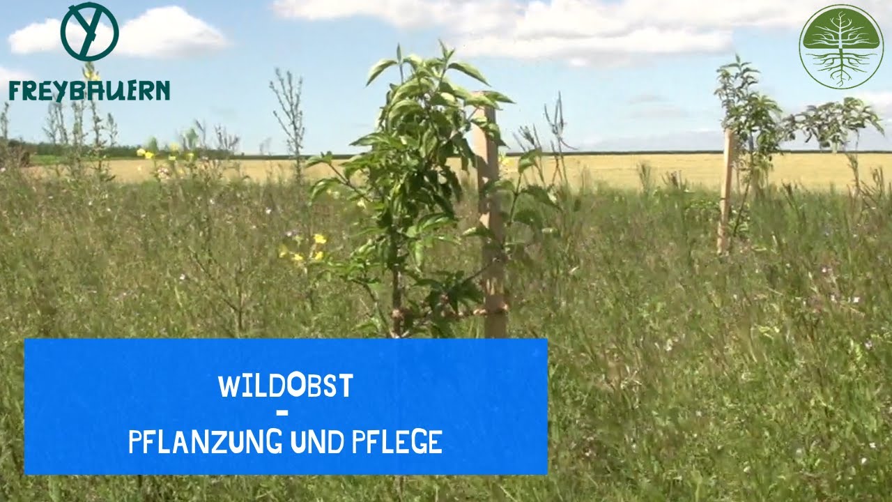 Wildobst Pflanzung, Pflege und  was liebt der Rehbock | Rundgang | Freybauern