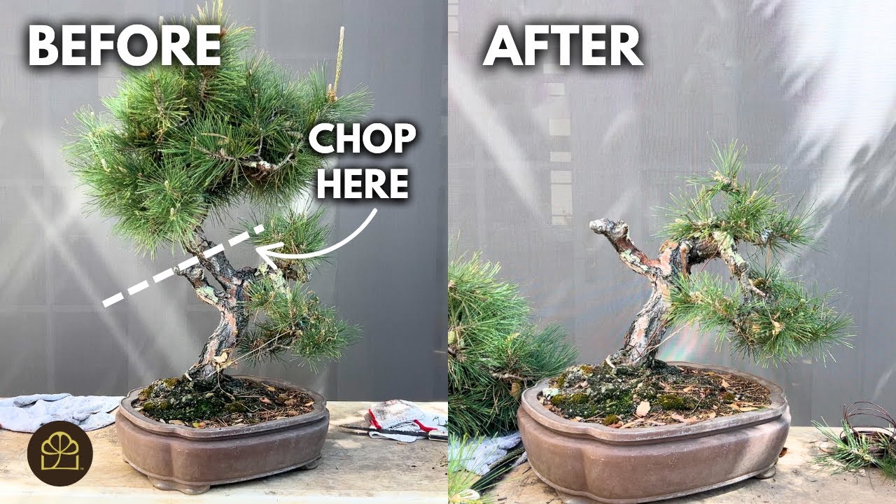 Bonsai Shock! Drastic Transformation of a Pine Bonsai!