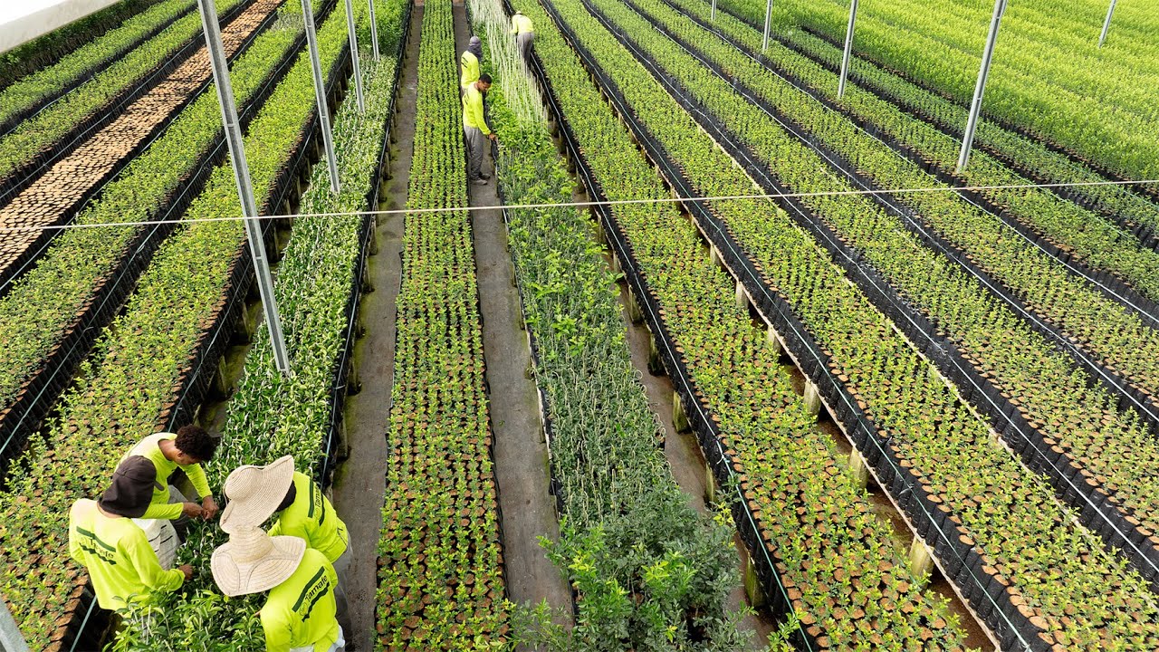 VIVEIRO DE CITROS -  SÁTIRO DIAS - AGRICULTURA DA BAHIA