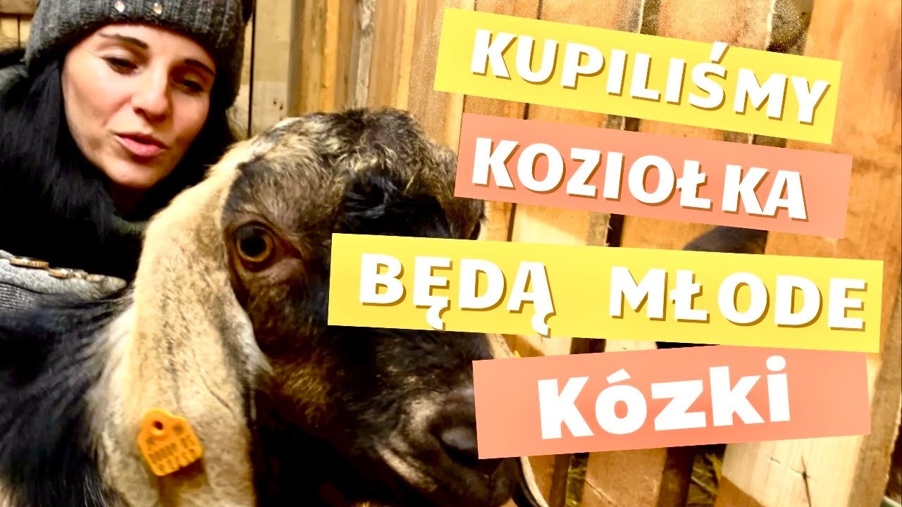 Kozie mleko i serki coraz bliżej. Wszystko w rękach koziołka. Czy będą młode kózki? Czekamy.