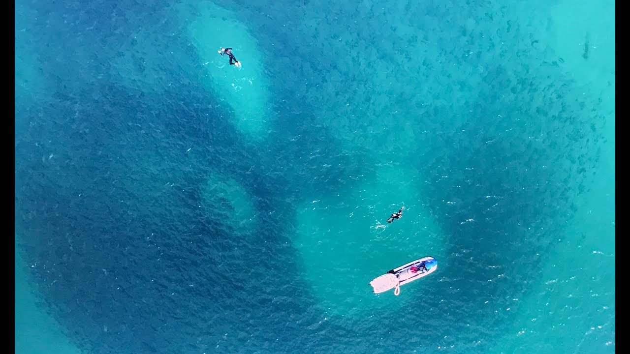 Bondi Lifeguards swim with 8 sharks