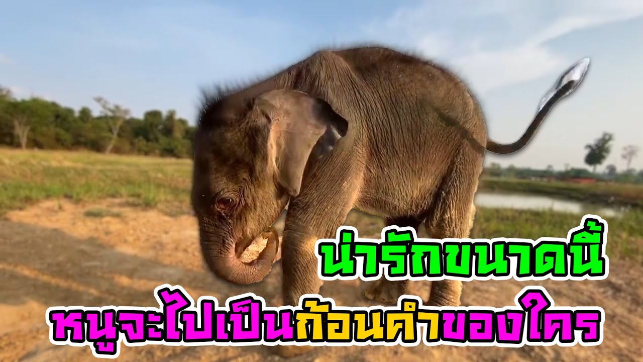 คลิปน่ารักรายวัน เด็กน้อยพลัดหลง มีนา ที่ต้องห้ามพลาด เพราะน้องวิ่งเล่น กินโป่ง เล่นน้ำ มีความสุขมาก