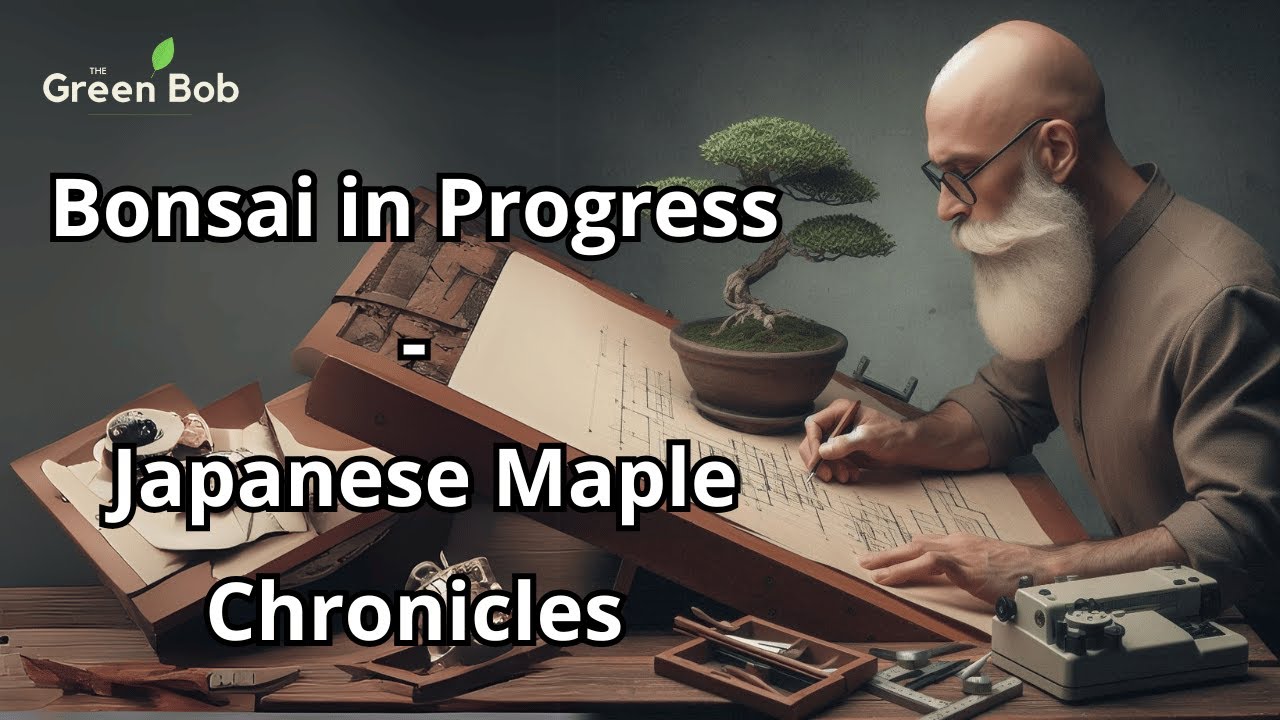 Refining a Japanese Maple Bonsai &ndash; Nebari Work and Repotting Progress