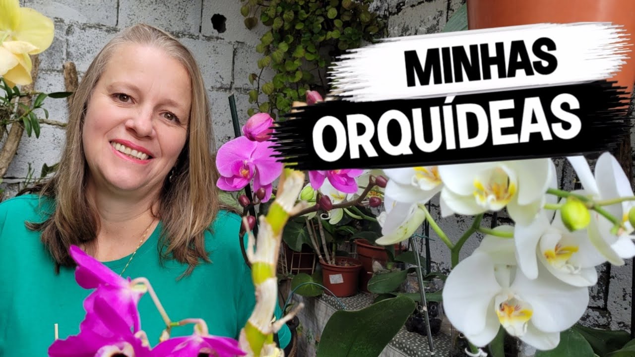 ORQUÍDES LINDAS!  VEJA COMO ESTA MINHAS ORQUÍDEAS COM 6 MESES DE CUIDADOS , MINHAS PLANTAS.