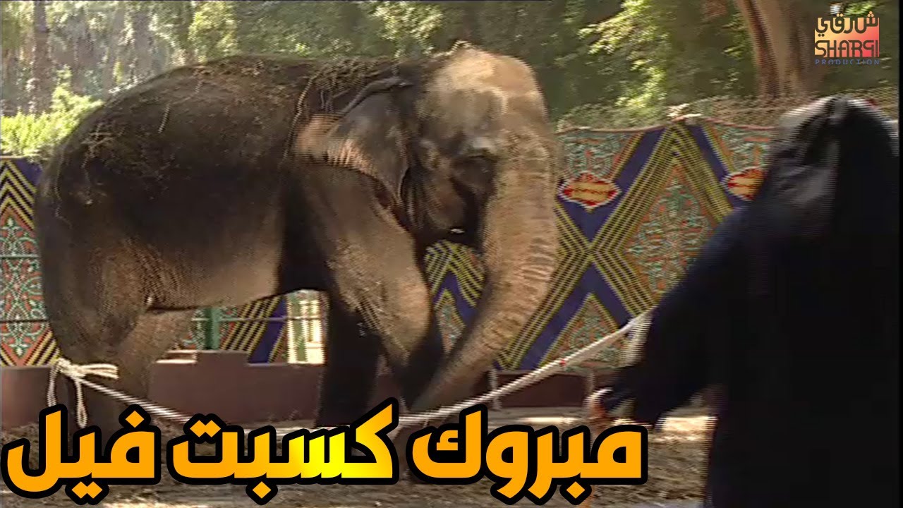 (ابراهيم نصر في احلى موسم للكاميرا الخفية ( مبررروك كسبت فيل