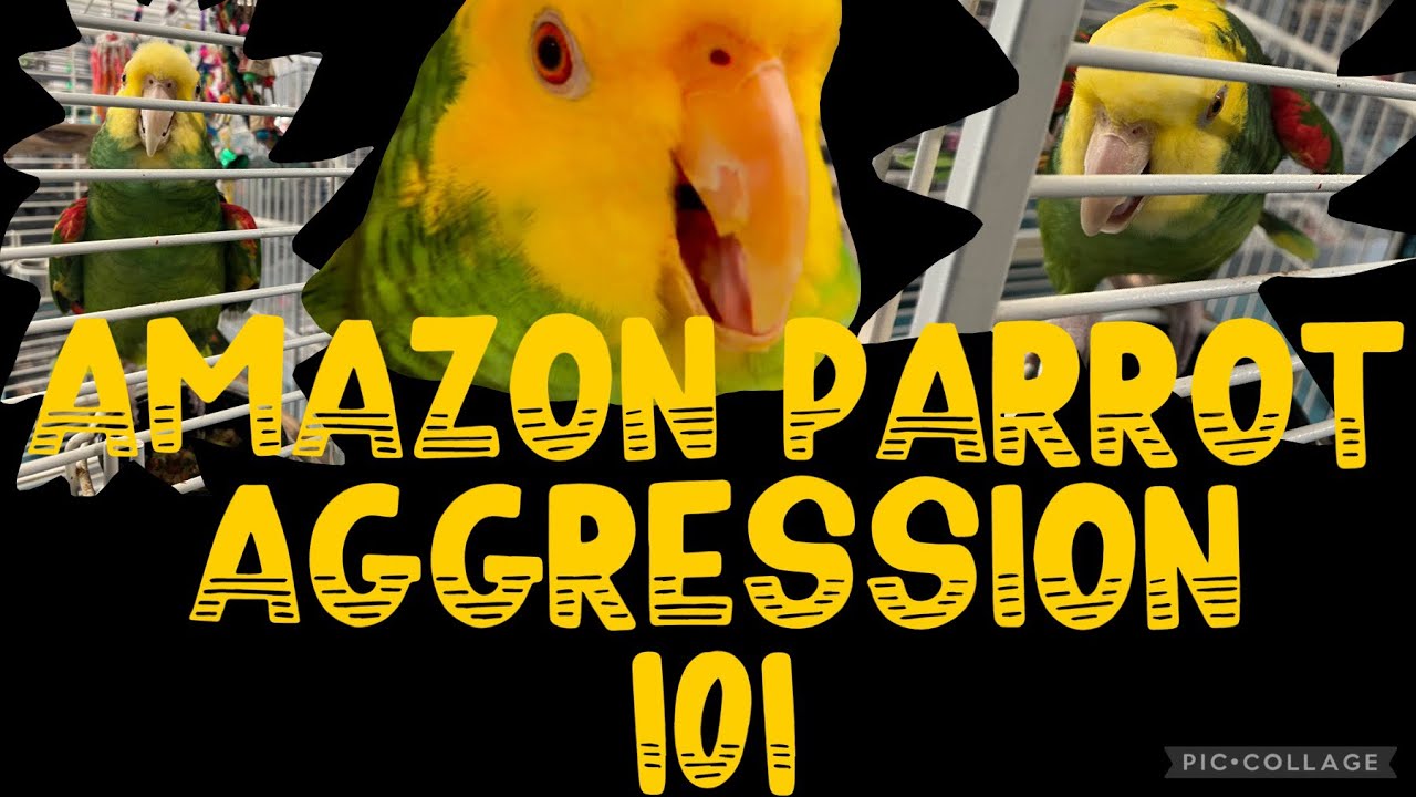 🦜Агрессия попугаев Амазонки 101🦜#amazonparrots, #домашниептицы, #попугаи