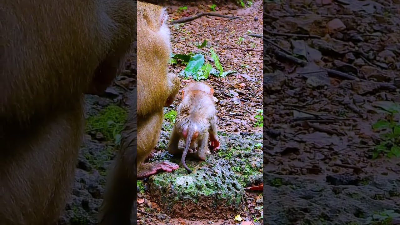 Watch the Sovana family&rsquo;s baby monkeys bring happiness to their 147