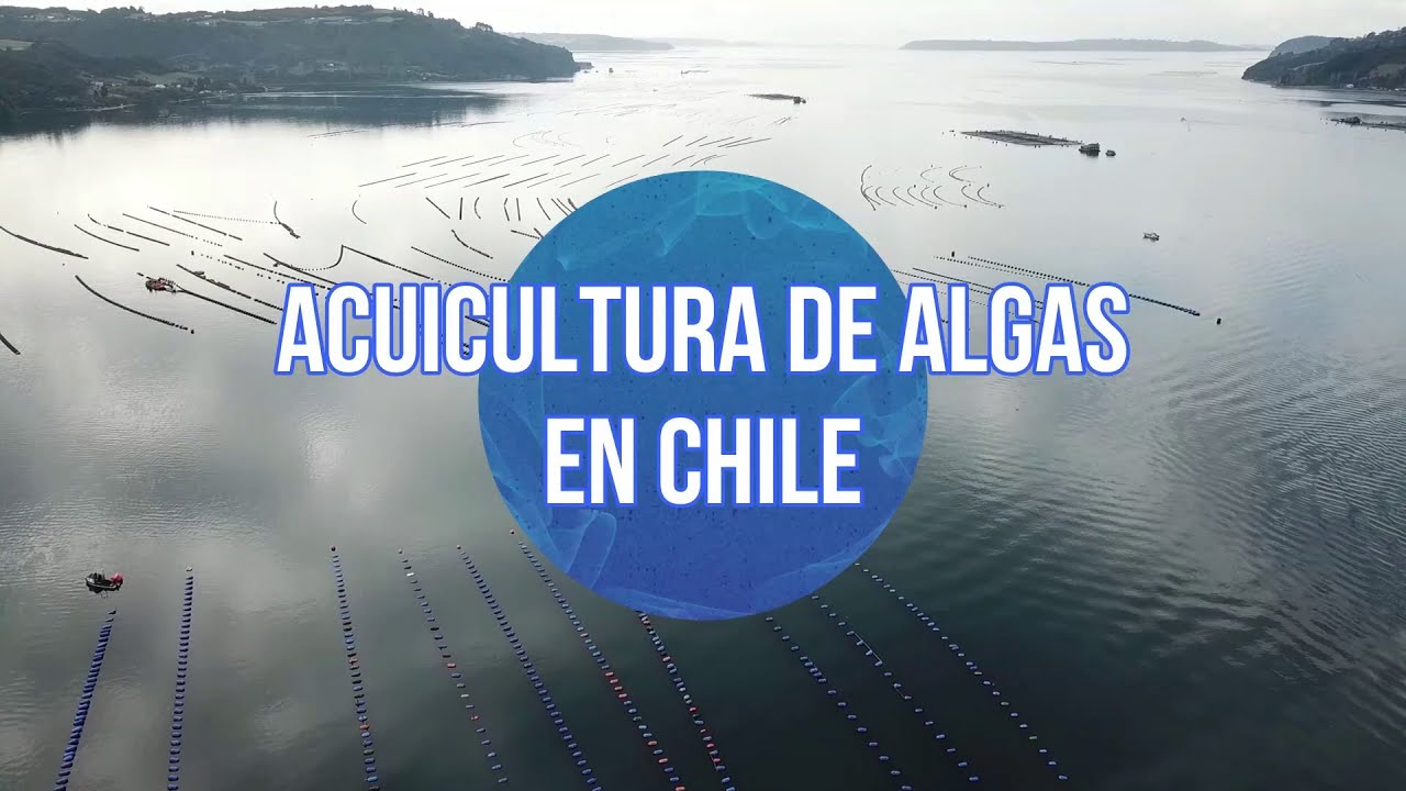 IFOP: Acuicultura de Algas en Chile