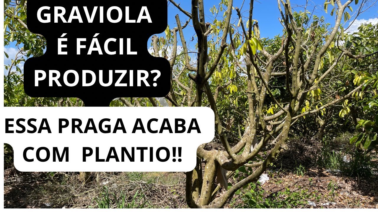 VALE A PENA PLANTAR GRAVIOLA? PLANTIO DE GRAVIOLA COM 8 ANOS