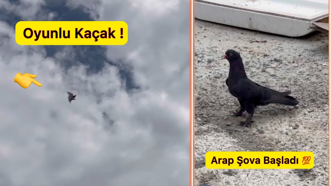 OYUNLU KAÇAK ŞEKERİ GELDİ, ARAPLA ŞOV YAPTILAR 💯 Taklacı Güvercin Oyunkuşu