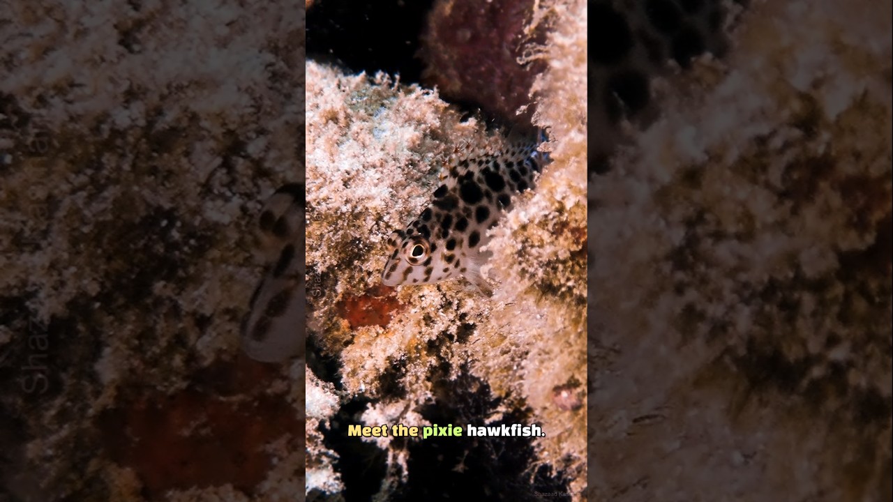 Big Eyes, Small Hunter - Pixy Hawkfish #shorts #fish #ocean #facts