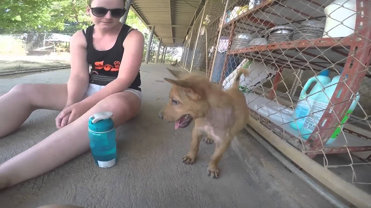 Our time at The Soi Dog Foundation Phuket 2015
