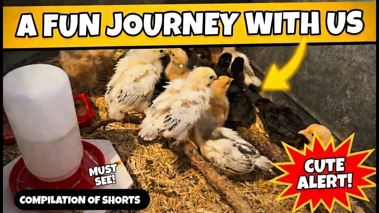 Our First 8 Shorts: Baby Chicks Journey Compilation! 🐥